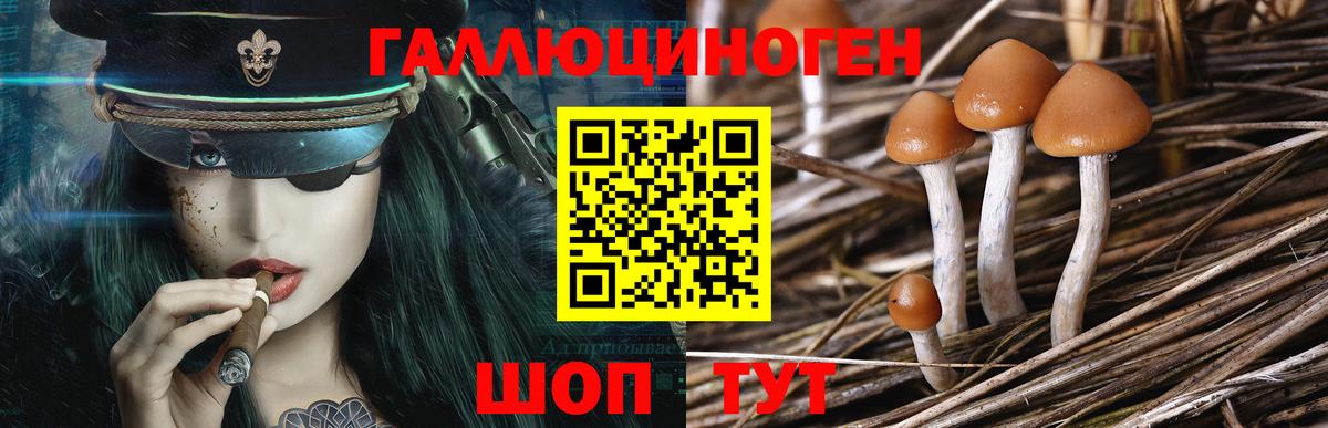 Псилоцибиновые грибы Psilocybine cubensis  Клинцы 